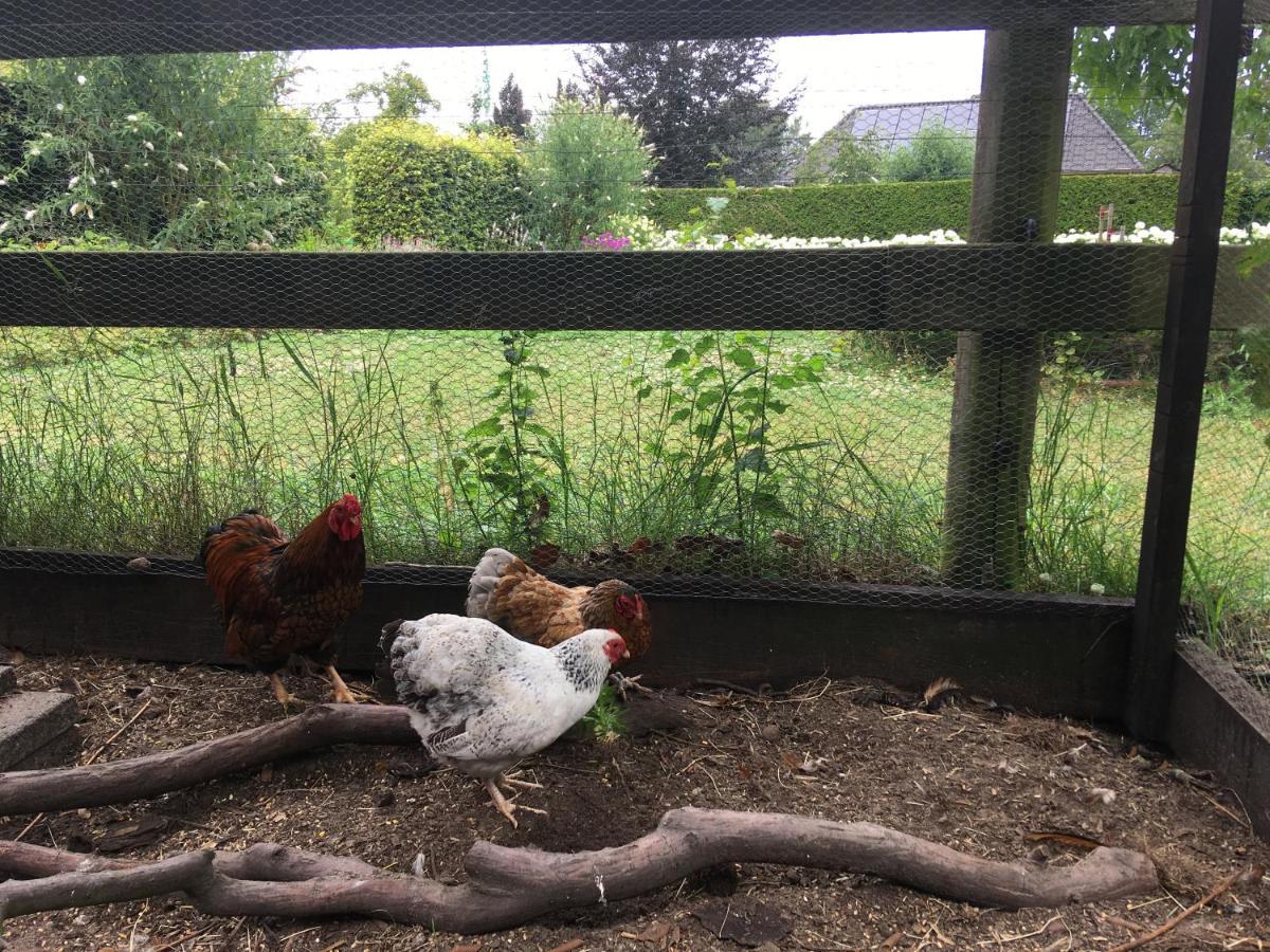Vakantiehuis In Het Voorhuis Dommelen 外观 照片